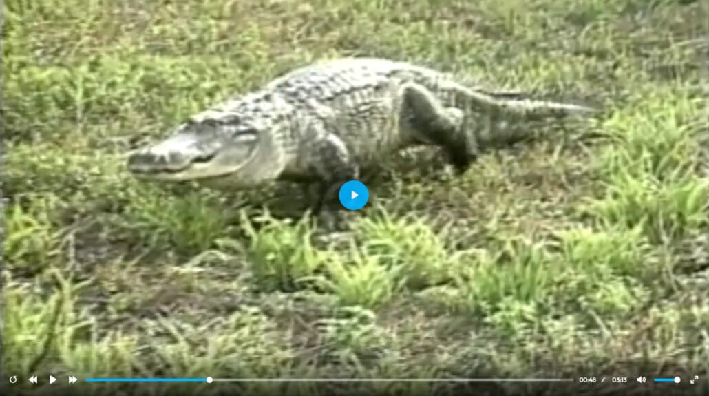 Real Life Lessons: Wrestling an Alligator