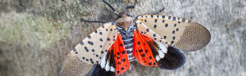 Spotted Lanternfly Threat