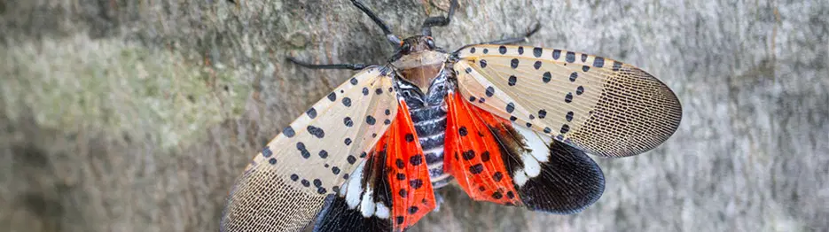 Spotted Lanternfly Threat Survival Guide for Trucking Companies