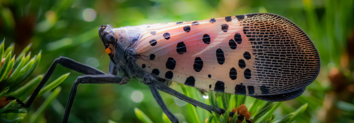 Spotted Lanternfly: Operating Without a Permit Could Cost You $20,000